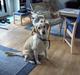 Golden retriever mille 