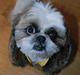 Pekingeser /Shih Tzu *TOPPER* RIP