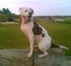 Amerikansk bulldog Nikita R.I.P