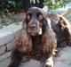 Cocker spaniel Tilde Thetis 