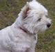 West highland white terrier hjortbak artamis of zeus 