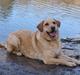 Labrador retriever Magnus