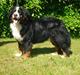 Berner sennenhund BAILEY HIMMELHUND <3