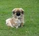 Pekingeser Olsen