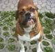 Amerikansk bulldog Geo-R.I.P