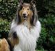 Collie langhåret Cæsar
