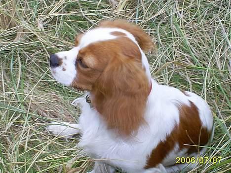 Cavalier king charles spaniel Maggie billede 10