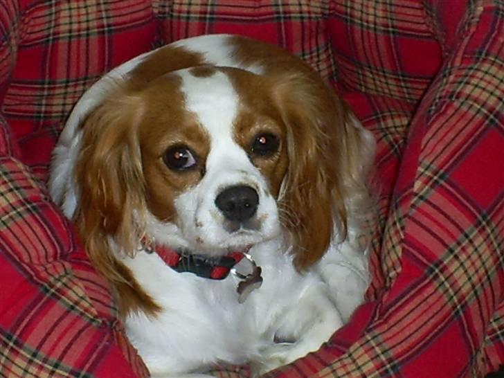 Cavalier king charles spaniel Maggie - Mig og min gode ven Dalton dalle valle - vi er vist lidt kærester. billede 11