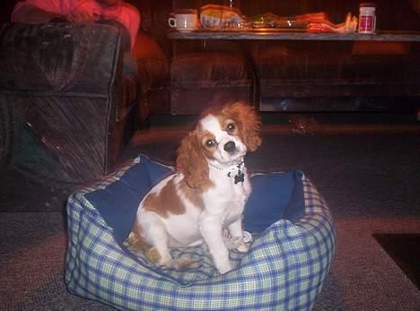 Cavalier king charles spaniel Maggie billede 12