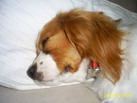 Cavalier king charles spaniel Maggie billede 13