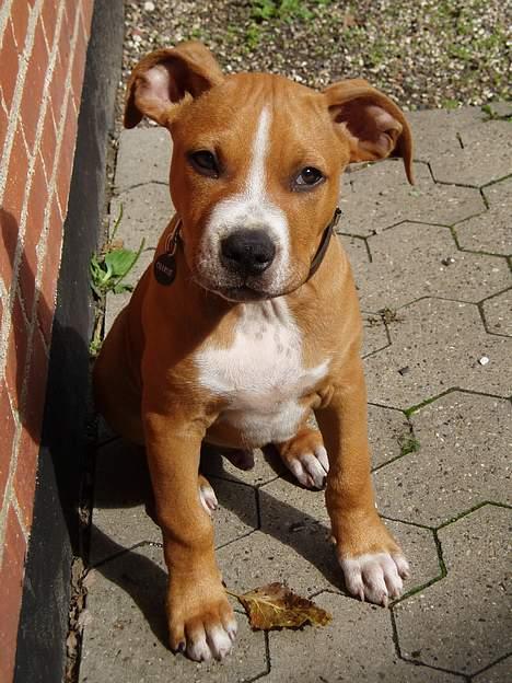 Amerikansk staffordshire terrier Charlie - Hej. Jeg hedder Charlie. billede 1