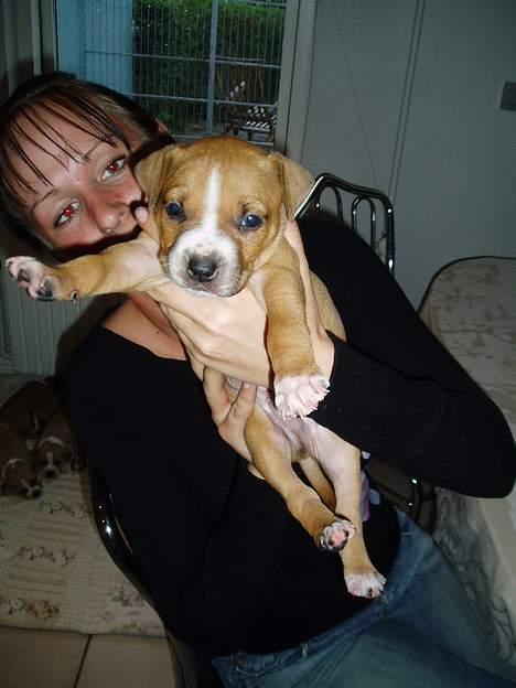 Amerikansk staffordshire terrier Charlie - Her er første møde med mine forældre. Jeg var kun 4 uger gammel. billede 2