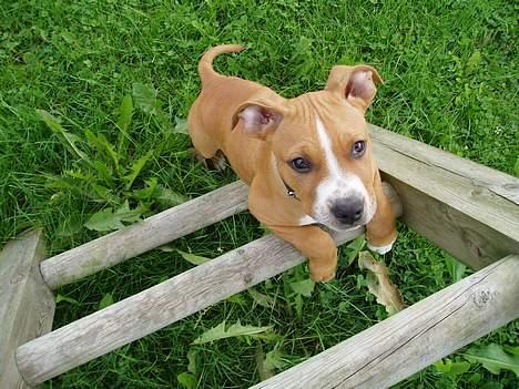 Amerikansk staffordshire terrier Charlie - Kom nu ned fra det legetårn, mor! billede 3