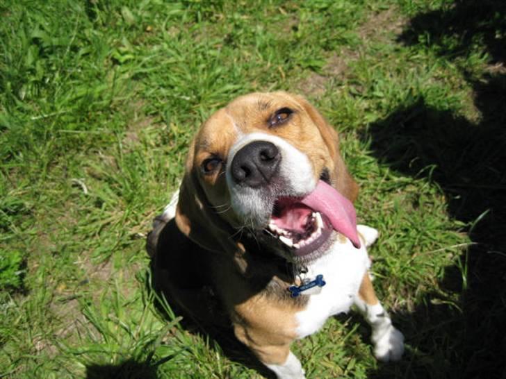 Beagle 3år d. 3 juni 09 (død 6/10-15)  - Min dejlige hund, som jeg elsker over alt i verden billede 1