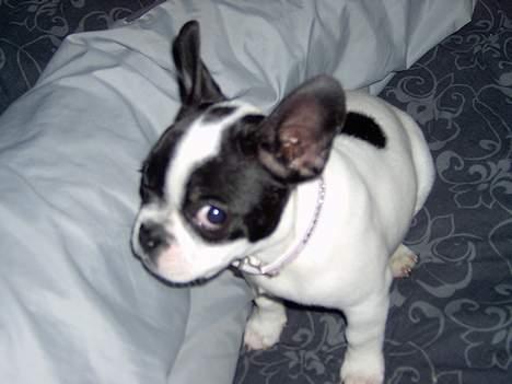 Fransk bulldog Rita billede 9