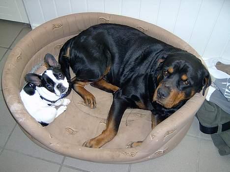 Fransk bulldog Rita billede 10