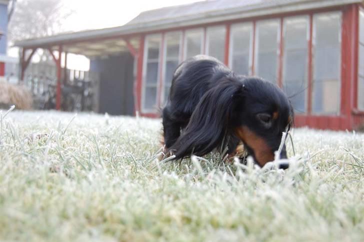 Dværggravhund Homie billede 18