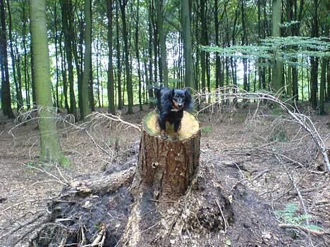 Dværggravhund Homie - se hvor høj jeg er billede 19