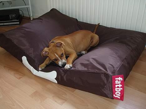 Amerikansk staffordshire terrier Charlie - Mig på min hundepude.. billede 4