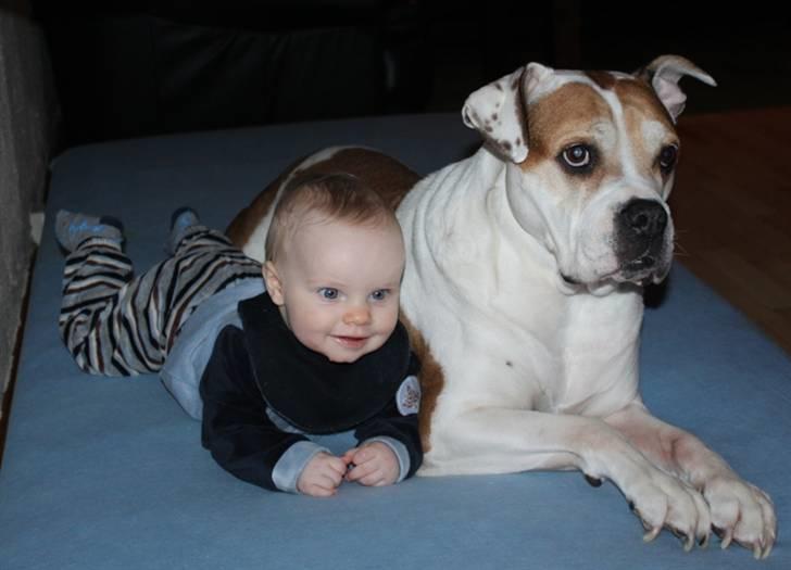 Amerikansk bulldog Lundahl's Bailey R.I.P. 18. december 2012 - Mikkel og bailey ligger og ser fjernsyn sammen.  Bailey 10½ år og Mikkel 8 måneder gammel.  billede 14