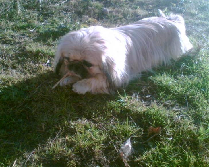 Pekingeser Gismo - mmmhh cigar... billede 3