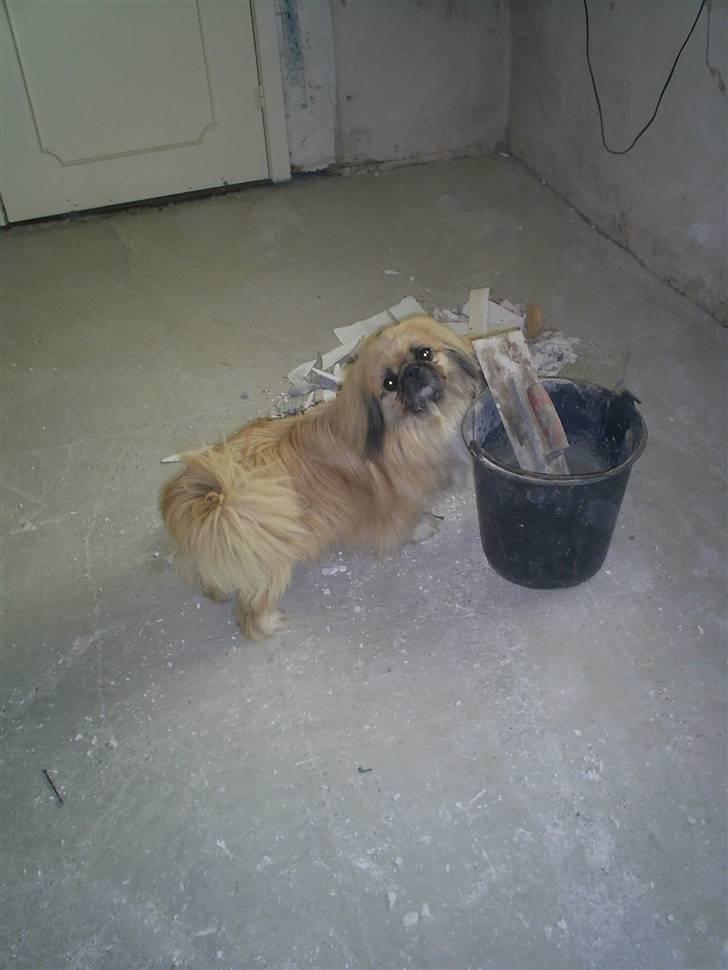 Pekingeser Gismo - Her hjælper jeg far med at lave gulv i køkkenet... billede 4