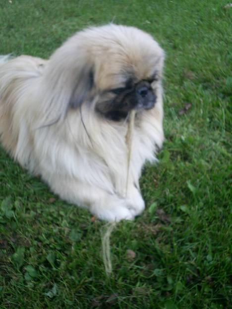 Pekingeser Gismo - her har jeg stjålet fars pakgarn, det er sjovt at lege med.. billede 5