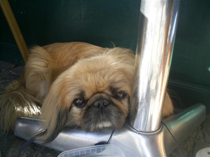 Pekingeser Gismo - dejligt at bruge bordbenet son hoved-støtte! billede 6