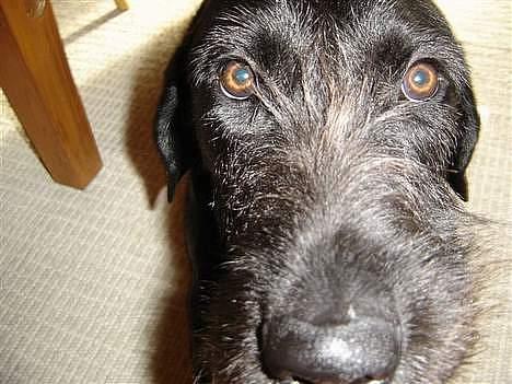 Ruhåret hønsehund Valde - Harj smukke <3 billede 16