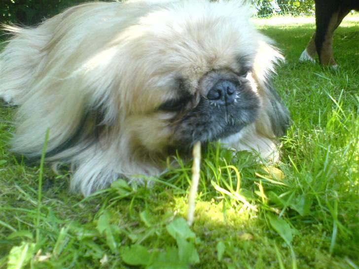 Pekingeser Gismo - Mmmhh god cigar.. billede 7