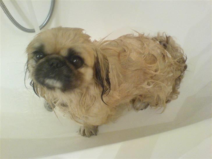 Pekingeser Gismo - Ad i bad.. billede 8