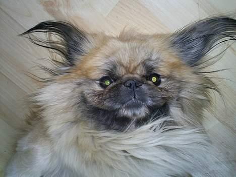 Pekingeser Gismo - BØH...! billede 9