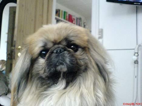 Pekingeser Gismo billede 11