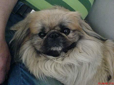 Pekingeser Gismo - og hygge med far... billede 12