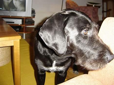 Ruhåret hønsehund Valde - Kom bare lige for at se om du havde noget mad jeg kunne snuppe, men nej ? billede 17
