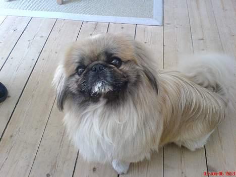 Pekingeser Gismo - Nej mor, ik tag billed nu hvor jeg har youghurt i hele hovedet!! Du gør mig til grin overfor damerne der se det her.. billede 13