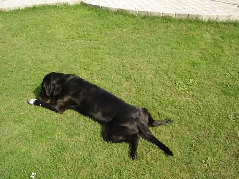 Ruhåret hønsehund Valde - Ynglingsliggestillingen <3 haha, frøben  billede 18
