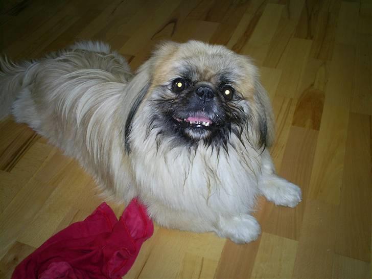 Pekingeser Gismo - Hej... billede 14