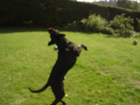 Ruhåret hønsehund Valde - Undskyld kvaliteten, hehe syntes bar det var lidt sjovt .  billede 20