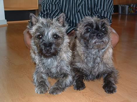 Cairn terrier Berta - Det er så min datter Freja (det er hende til venstre) billede 16