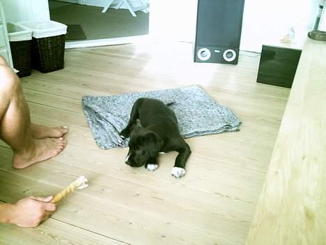 Blanding af racer BASSE billede 3