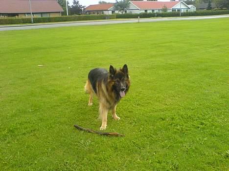 Schæferhund Hafran's Tasso 015 - Norh billede 14