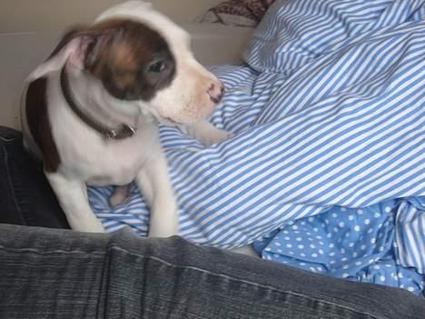Amerikansk staffordshire terrier Titon  billede 4