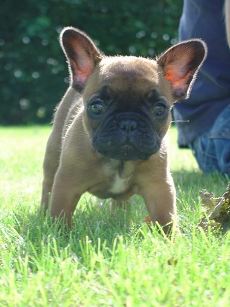 Fransk bulldog Abby (Lancomes Victoria) - Er jeg ikke nuttet. billede 1