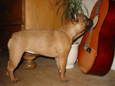 Fransk bulldog Abby (Lancomes Victoria) - Spil nu. billede 6