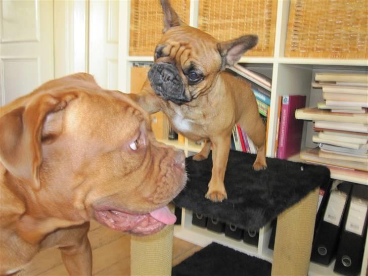 Fransk bulldog Abby (Lancomes Victoria) - Ta´den..., store dumme hund.......... billede 7