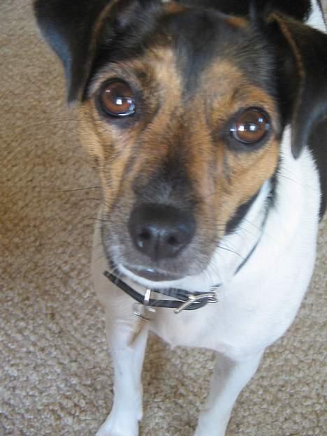 Dansk svensk gaardhund Nemo billede 1