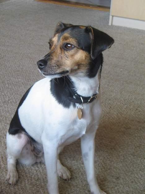 Dansk svensk gaardhund Nemo billede 2