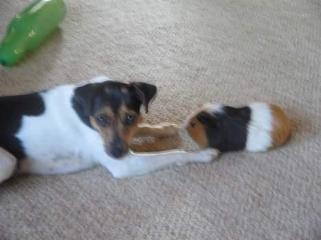 Dansk svensk gaardhund Nemo - Nemo og mit marsvin Leif... billede 3