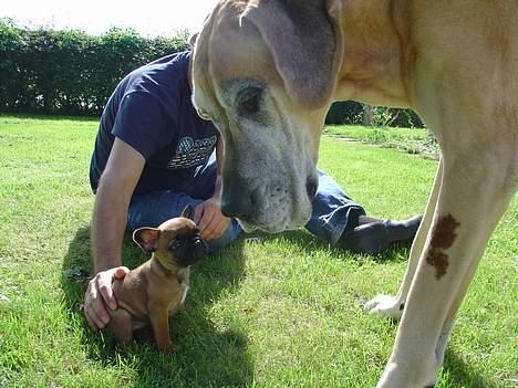 Grand danois Tjalfe (1998 - 2008) - Tjalfe med sin nye lillesøster Abby (Lancomes Victoria), hun ligger også her på HG. billede 15